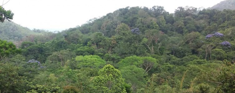 Sauvegardes environnementales et sociales pour la Banque Mondiale – République Centrafricaine