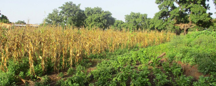 Elaboración de un Marco de Gestión Ambiental y Social para la AFD – Burkina Faso