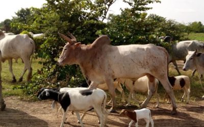 Etude juridique pour la création d’un abattoir – Burkina Faso