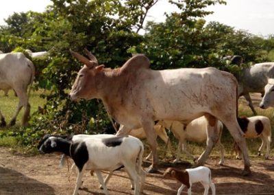 Etude juridique pour la création d’un abattoir – Burkina Faso