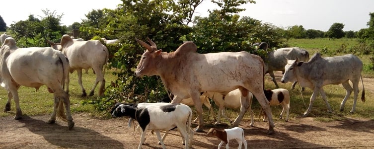 Etude juridique pour la création d’un abattoir – Burkina Faso