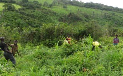 Etude sur le Foncier Rural pour le ministère de l’agriculture – Guinée