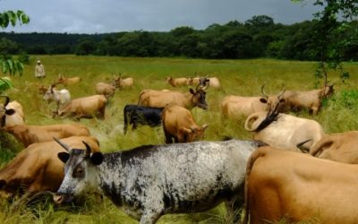 Mise en œuvre du PAR pour la SAG – Guinée