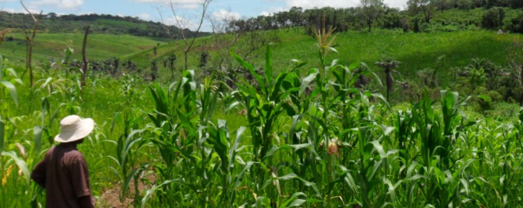 EIES pour AMC – Guinée