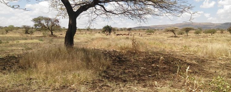 Elaboración del PAR de un proyecto de parque solar – Kenia