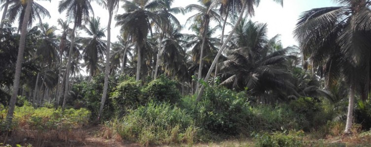 PAR de la ligne électrique du projet Atinkou – Côte d’Ivoire