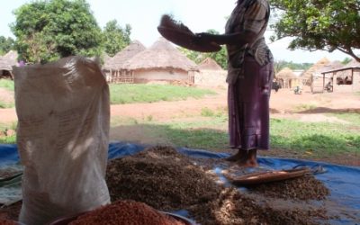 Etude filière pour Copeol – Guinée