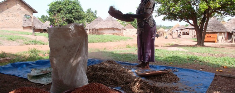 Estudio de cadena para Copeol – Guinea