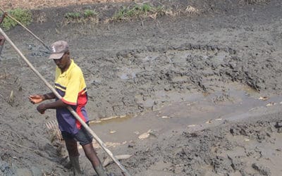 Etudes pour les programmes d’appui à la filière riz, pour l’Iram – Guinée