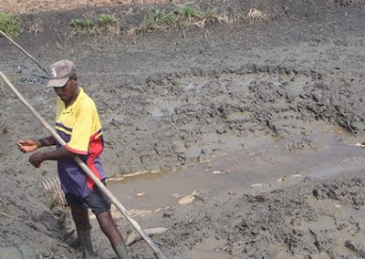 Estudios para los programas de apoyo a las cadenas de arroz, para el Iram – Guinea