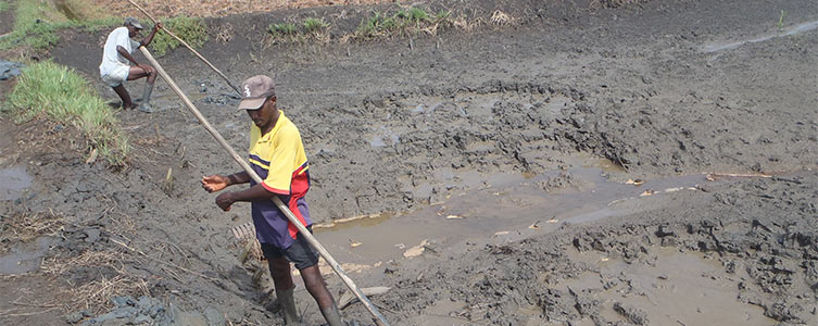 Estudios para los programas de apoyo a las cadenas de arroz, para el Iram – Guinea