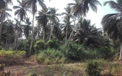 Estudio de los precios de la tierra e inventario para el proyecto Kékéli – Togo