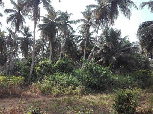 Etude des prix du foncier et inventaire pour le projet Kékéli – Togo
