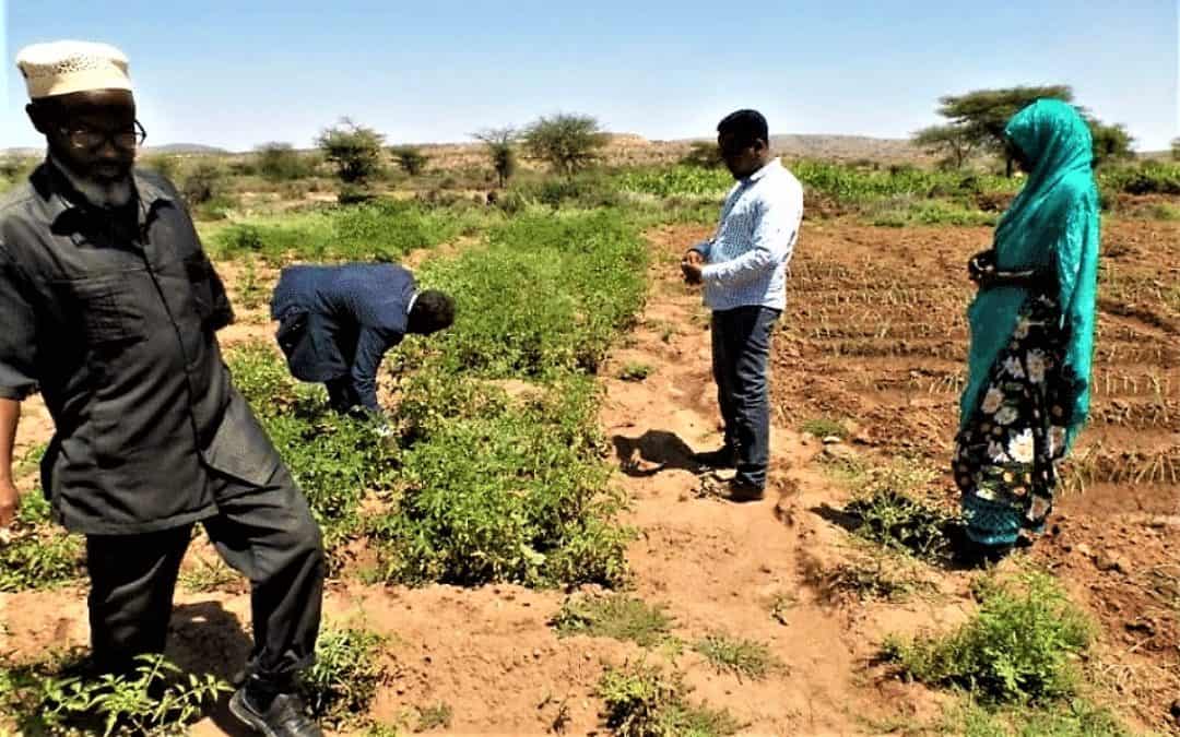 Rapport de cadrage du Projet de gestion durable des terres – Somaliland