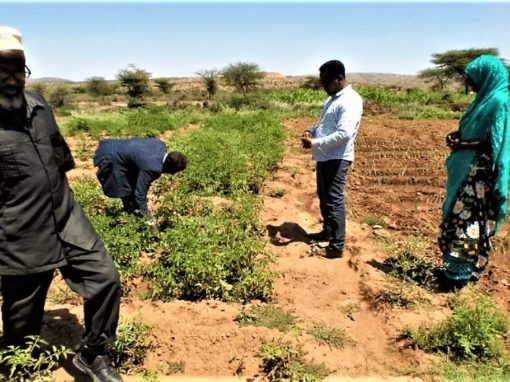 Screening Report of the Scaling Up Sustainable Land Management Project – Somaliland