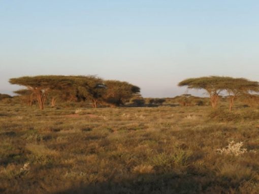 Rapport de cadrage du Projet de renforcement des services de production et de santé animales – Somaliland