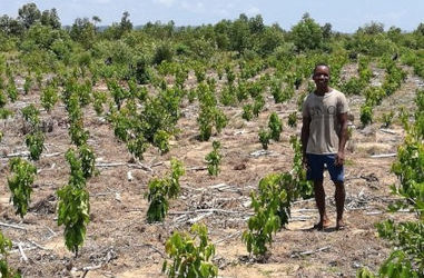 Insuco participa en el desarrollo de la cadena de valor de la canela en la costa oriental de Madagascar