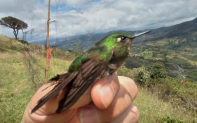 Enquêtes sur les oiseaux et les chauves-souris pour le projet éolien de Villonaco – Equateur