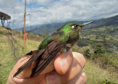Monitoreo de aves y murciélagos para el proyecto de Energía Eólica de Villonaco – Ecuador