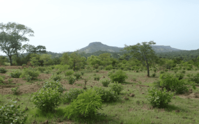 Development of the Livelihoods Restoration Plan – Guinea