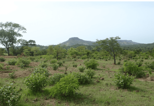 Development of the Livelihoods Restoration Plan – Guinea
