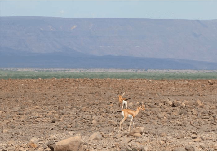 Mise à jour de l’EIES et ses plans de gestions associés du 2ème projet d’interconnexion électrique entre l’Ethiopie et Djibouti – Djibouti