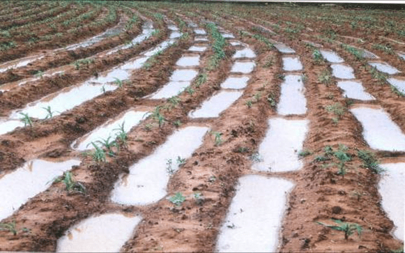 Línea de base para Tree Aid – Burkina Faso