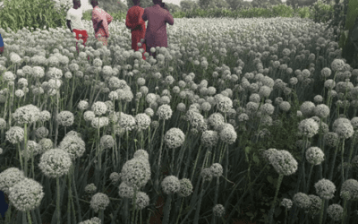 Realización de un campo de trabajo sobre desarrollo de tierras bajas para COSTEA – Burkina Faso, Malí y Níger