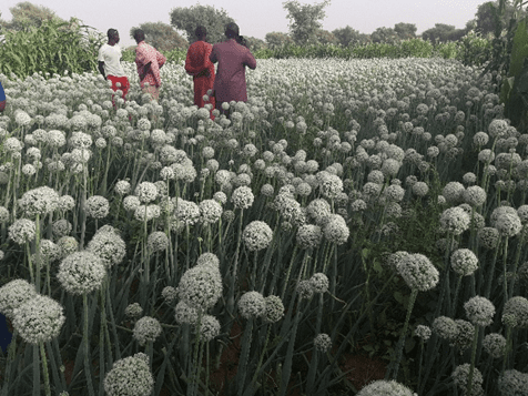 Realización de un campo de trabajo sobre desarrollo de tierras bajas para COSTEA – Burkina Faso, Malí y Níger