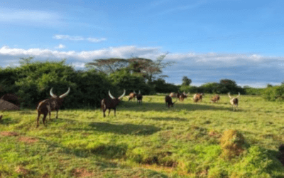 Réalisation d’un rapport de cadrage environnemental et social sur 6 sites d’irrigation en Ouganda