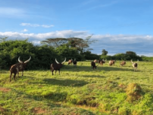 Realización de un informe de alcance ambiental y social en 6 lugares de riego en Uganda