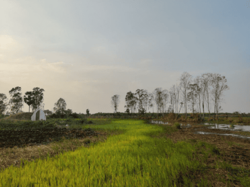 ESIA and preliminary RAP of 115 kV transmisión lines – Cambodia