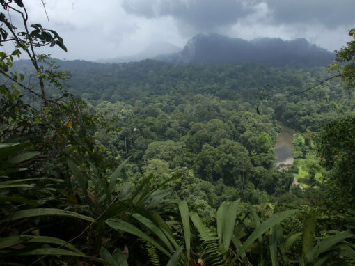 EIA y Marco de Mitigación de E&S para el «Sabah Landscapes Programme» de WWF – Malasia