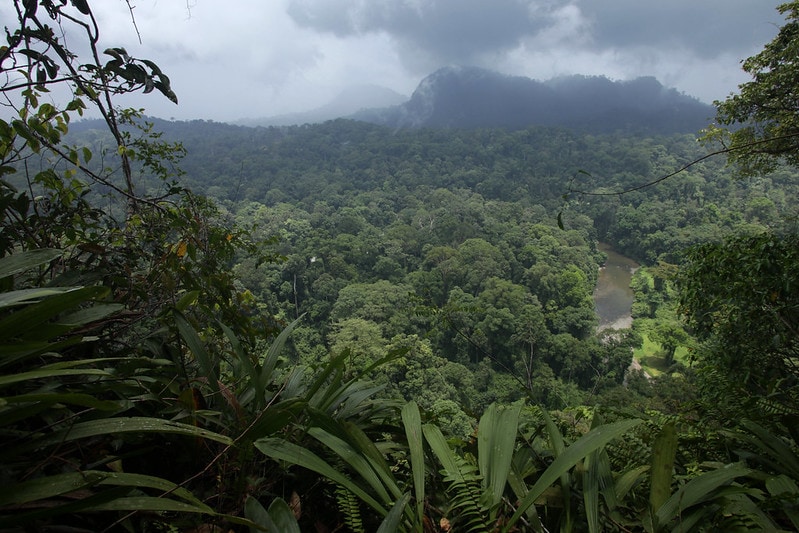 EIES et Cadre d’atténuation des incidences E&S pour le « Sabah Landscapes Programme » de WWF – Malaisie