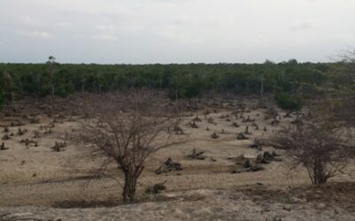 Estudio de oportunidad «Justicia medioambiental y justicia climática» – Madagascar