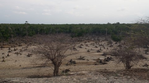 Estudio de oportunidad «Justicia medioambiental y justicia climática» – Madagascar