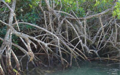 Elaboration de recommandations et d’activités pour renforcer l’égalité des sexes dans la mise en œuvre d’un projet régional de protection et restauration de la mangrove –  Caraïbes