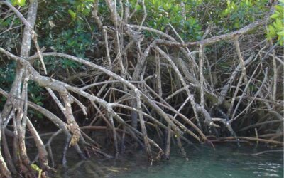 Development of recommendations and activities to strengthen gender equality in the implementation of a regional mangrove protection and restoration project – Caribbean