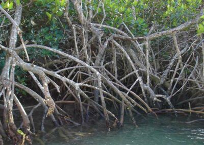 Development of recommendations and activities to strengthen gender equality in the implementation of a regional mangrove protection and restoration project – Caribbean