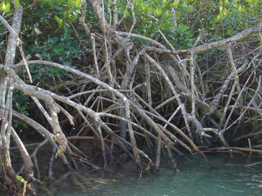 Development of recommendations and activities to strengthen gender equality in the implementation of a regional mangrove protection and restoration project – Caribbean