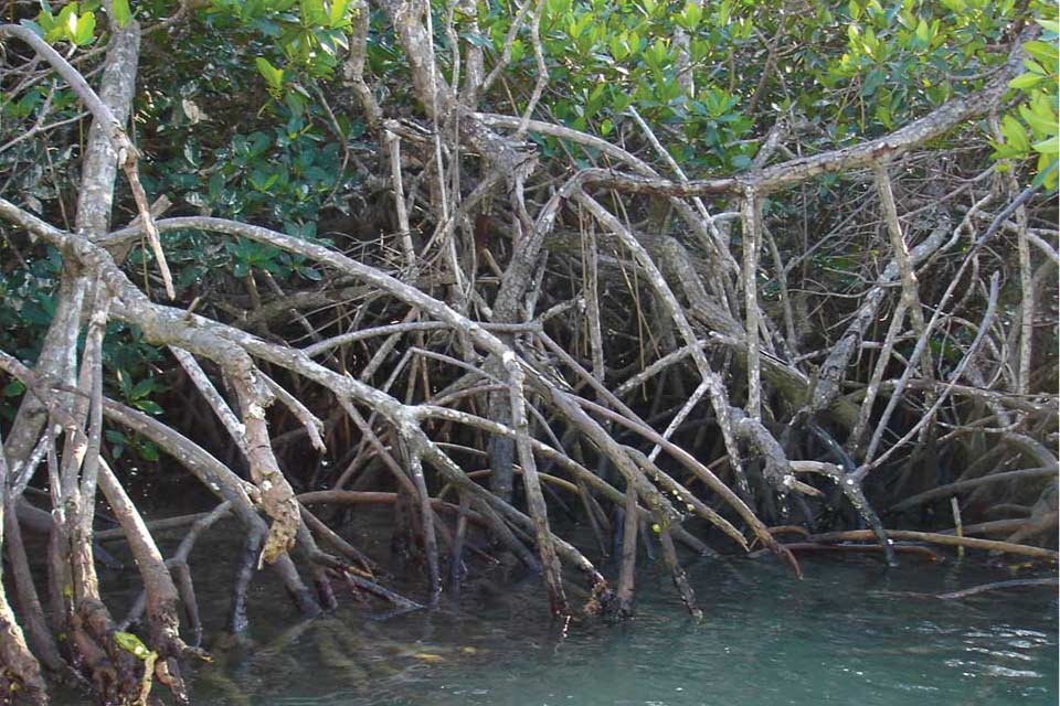 Elaboración de recomendaciones y actividades para reforzar la igualdad de género en la ejecución de un proyecto regional de protección y restauración de manglares – Caribe.