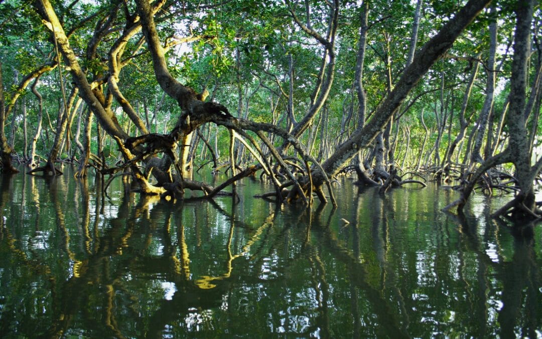 Regional project for the protection and restoration of mangroves in OECS member countries – Caribbean