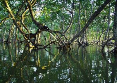 Projet régional de protection et restauration de la mangrove dans les pays membres de l’OECO – Caraïbes