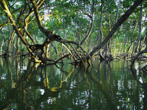 Regional project for the protection and restoration of mangroves in OECS member countries – Caribbean