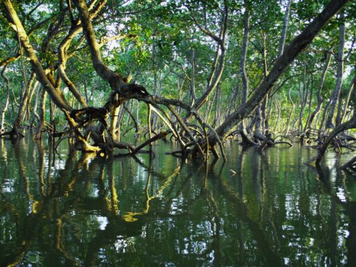 Development of recommendations and activities to strengthen gender equality in the implementation of a regional mangrove protection and restoration project – Caribbean