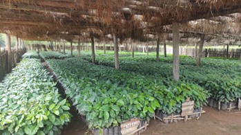 Monitoring mission on the E&S aspects of the « Global TEA » project for Proparco – Malawi and Kenya