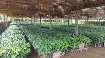 Seguimiento del cumplimiento de aspectos ambientales y sociales del proyecto «Global TEA» para Proparco – Malawi y Kenia