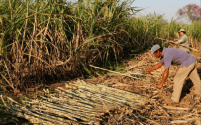 Human Rights Impact Assessment of the sugarcane value chain – Paraguay