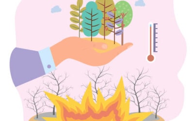 Review of the application of social and environmental safeguards for REDD+ Early Movers – Ecuador