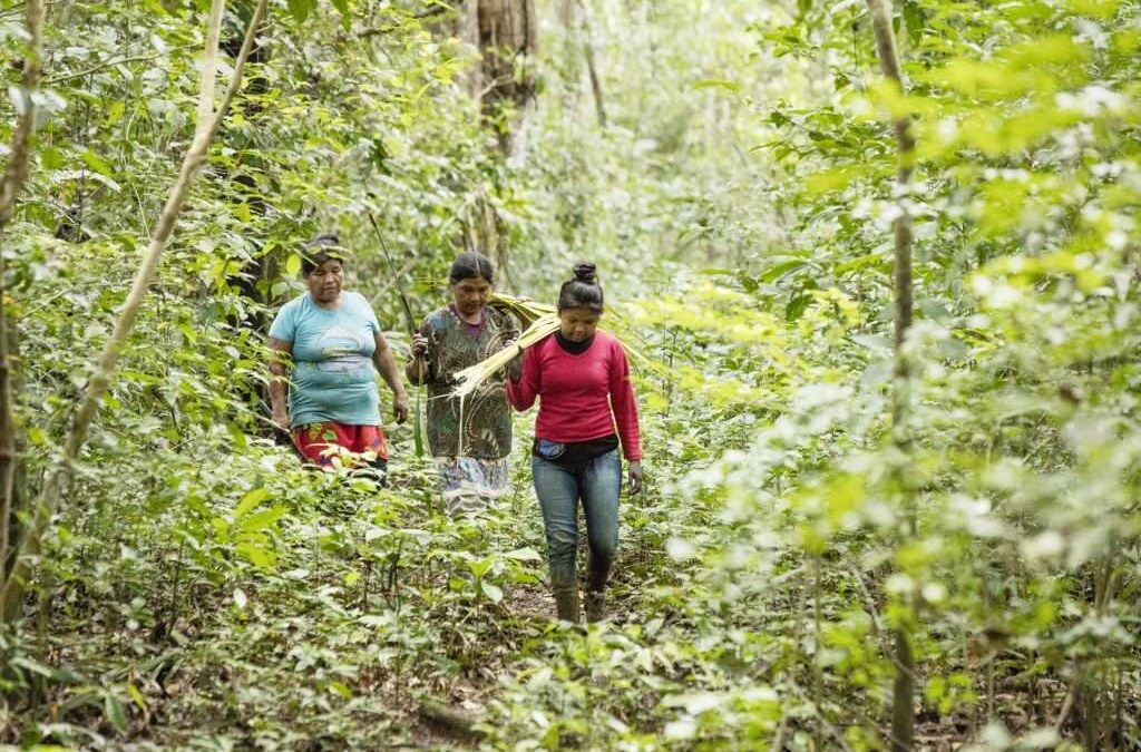 Final Evaluation of the ‘Unión Natural’ Project on Sustainable Forest Management in the Colombian Pacific – Colombia